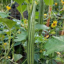 Load image into Gallery viewer, Striped Cucumber Seeds (Organic)

