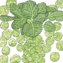 Load image into Gallery viewer, Darkmar 21 Brussels Sprouts Seeds (Organic)
