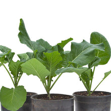 Load image into Gallery viewer, Champion Collard Green Seeds (Organic)
