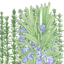 Load image into Gallery viewer, Rosemary Seeds (Organic)
