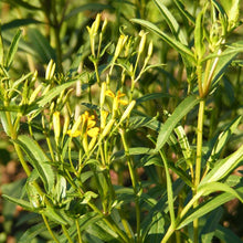 Load image into Gallery viewer, Mexican Tarragon Seeds (Organic)
