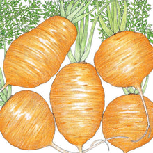 Load image into Gallery viewer, Parisian Carrot Seeds (Organic)
