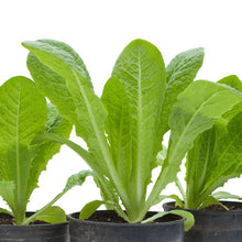 Load image into Gallery viewer, Romaine, Jericho Lettuce Seeds (Organic)
