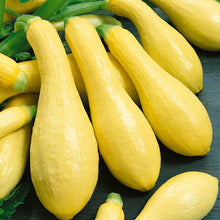Load image into Gallery viewer, Early Straightneck Summer Squash Seeds (Organic)
