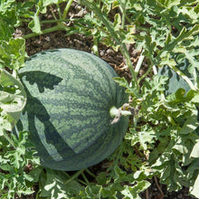 Load image into Gallery viewer, Sugar Baby Watermelon Seeds (Organic)
