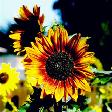 Load image into Gallery viewer, Autumn Beauty Sunflower Seeds (Organic)

