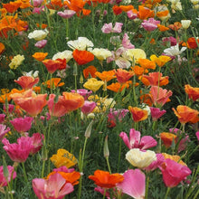 Load image into Gallery viewer, Mission Bells California Poppy Flower Seeds
