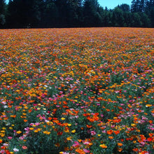 Load image into Gallery viewer, Mission Bells California Poppy Flower Seeds
