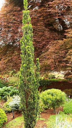 Taxus Green Column 3g