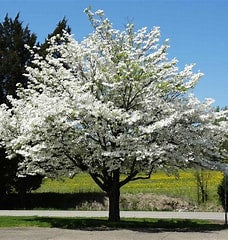 Flowering Dogwood white 10gal