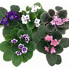 African Violet 4