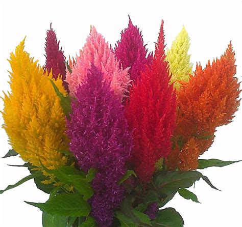 BI Celosia Pampas Plume