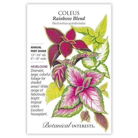 Coleus BI Rainbow Blend