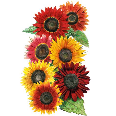 BI Heirloom Beauties Sunflower