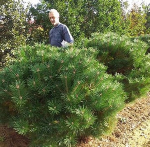 Brepo Austrian Black Pine 3g