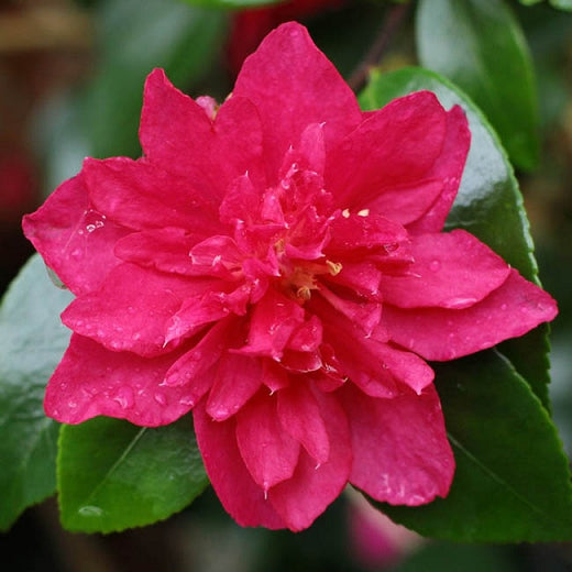 Bonanza camellia 3g