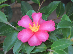 Kanjiro camellia 3 g
