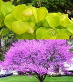 Hearts of Gold Redbud 20g