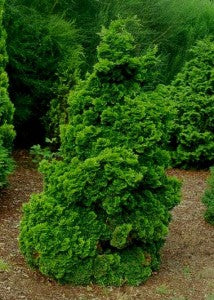 Hinoki False Cypress 3gal
