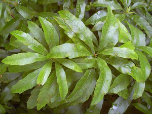 Southern Wax Myrtle 3g