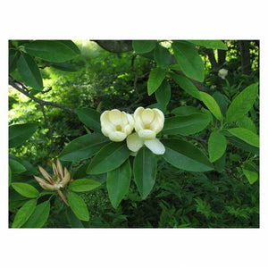Sweetbay Magnolia 7 gal