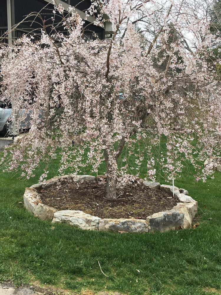 Snow Fountain Weeping Cherry – Guilford Garden Center