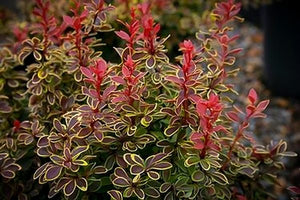 Barberry Admiration #3