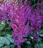 Astilbe Fanal Purple 2 g