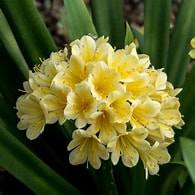 Clivia Belgian Hybrid Orange 2