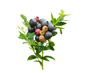 Berrybux Blueberry