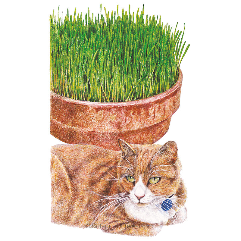 BI Cat Grass Org Lg