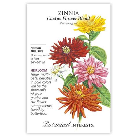 BI Zinnia Cactus Flower Blend