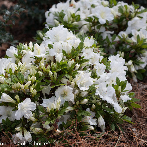 Bloom-A-Thon White Azalea 2gal