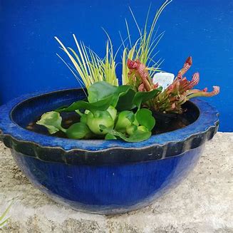 Water Plant Bowl