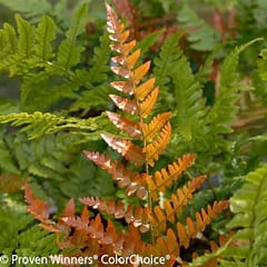 Fern Autumn Brilliance 1g