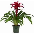 Bromeliad Guzmania 6"