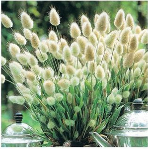 BI Grass Bunny Tails