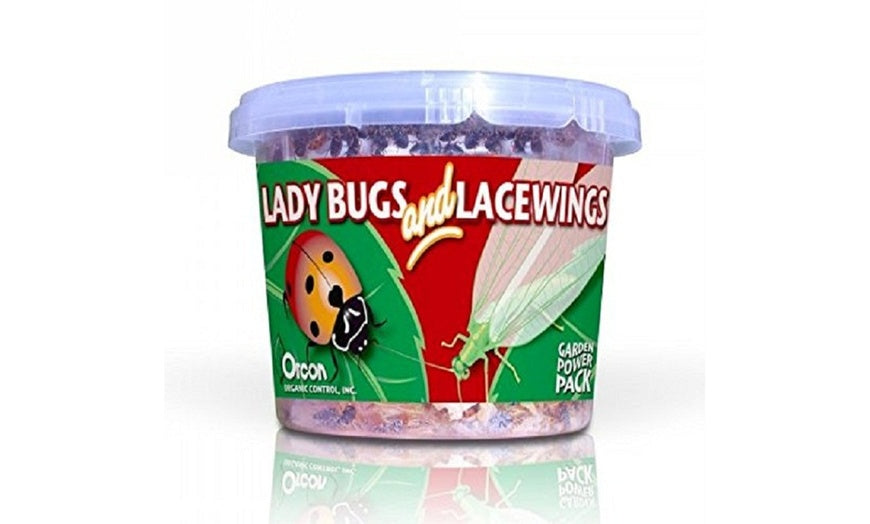 Ladybugs & Lacewings