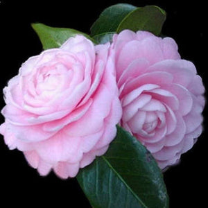 Pink Perfection Camellia 3g