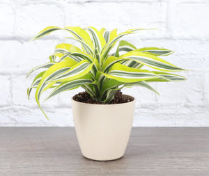 Dracaena Lemon Lime 6"