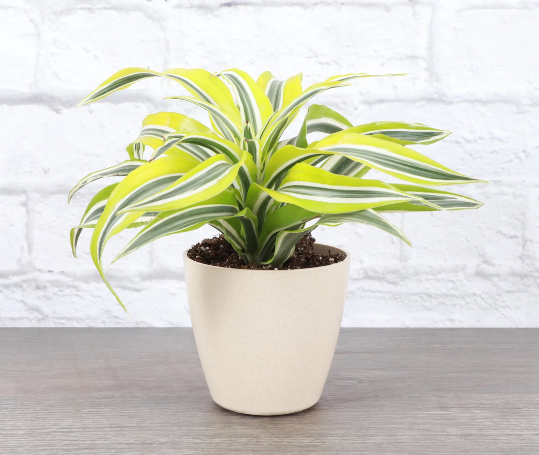 Dracaena Lemon Lime 6