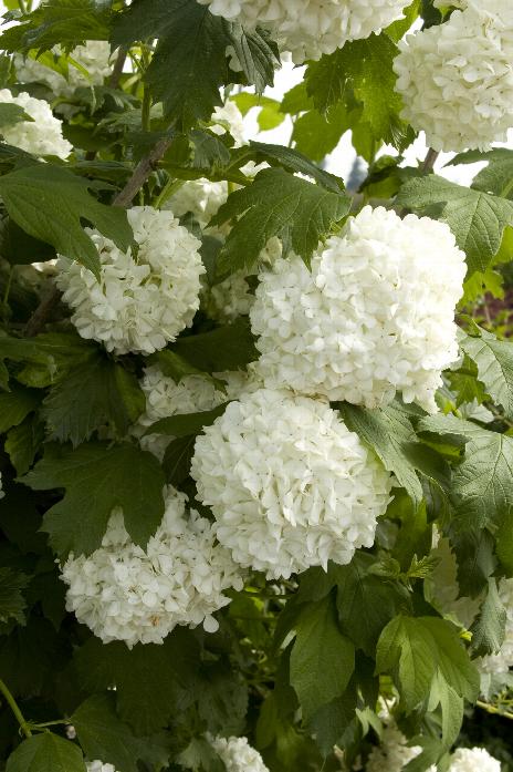 Eastern Snowball Viburnum 3g