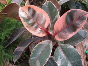 Variegated Rubber Plant 6"