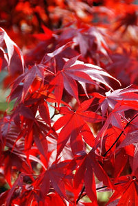 Fireglow Japanese Maple 3g