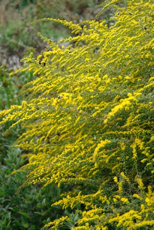 Fireworks Solidago gal