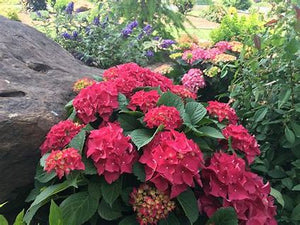 Hydrangea Fuchsia Glow 2g