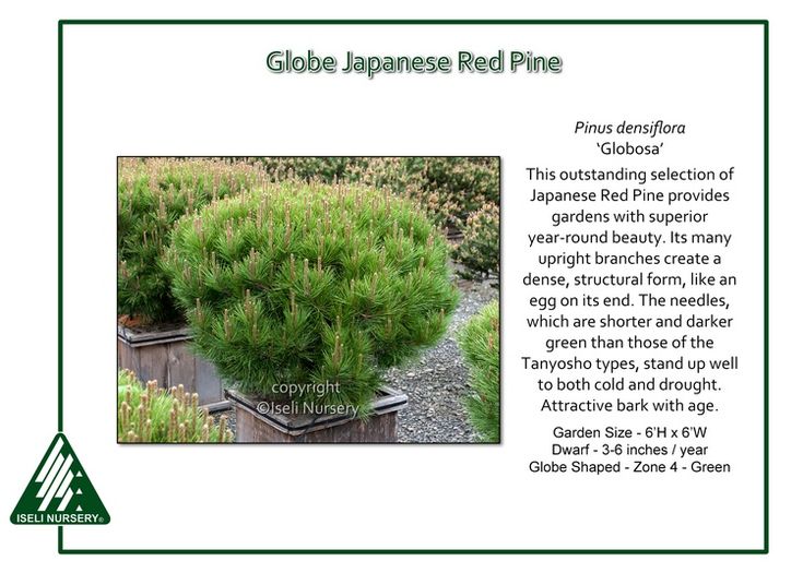Globe Japanese Red Pine 3g – Guilford Garden Center