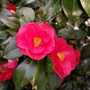 Greensboro Red Camellia 7gal