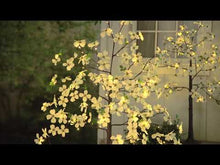Load and play video in Gallery viewer, Lighted Faux Dogwood 4&#39;
