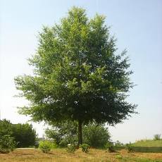 Willow Oak 15g